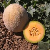 Edisto 47 Melon Seeds CA19-20_Base