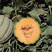 Orange Sherbet Melon Seeds CA63-10_Base