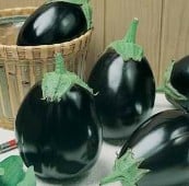 Black King Eggplant Seeds EG73-10_Base