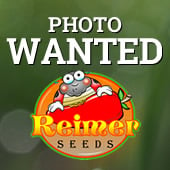 Piccante a Cuore Pepper Seeds HP2379-10_Base