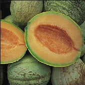 Amish Melon Seeds CA48-20_Base