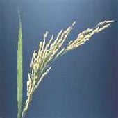 Long Grain Rice Seeds GN5-100_Base