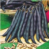 Royal Burgundy Bean Seeds BN14-50_Base