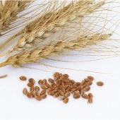 Wheat Seeds GN2-100_Base