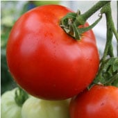 Crack Resistant Tomato