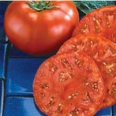 Beefmaster Tomato TM8-20