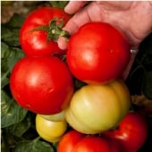 Big League Tomato Seeds TM843-10_Base