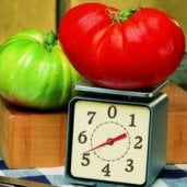 Big Zac Tomato TM228-20