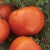 Booty Tomato Seeds TM645-10_Base