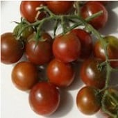 Brown Berry Tomato Seeds TM288-20_Base