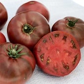 Carbon Tomato TM241-20