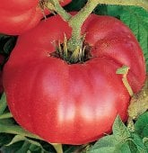 German Johnson Tomato (Regular Leaf) TM48-20