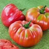 German Queen Tomato Seeds TM316-20_Base