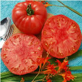 Giant Syrian Tomato Seeds TM303-10_Base