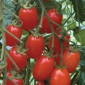 Grape Tomato TM322-20_Base