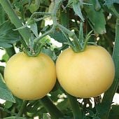 Garden Peach Yellow Tomato Seeds TM413-20_Base
