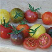 Heirloom Cherry Blend Tomato TM750-10
