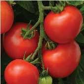 Homeslice Tomato TM853-10_Base