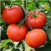 Homestead Tomato Seeds TM438-20_Base