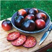 Indigo Series Tomato