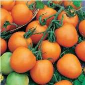 Jaune Flamme Tomato Seeds TM184-20_Base