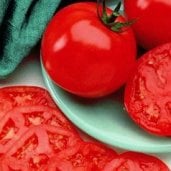 Manalucie Tomato TM217-20