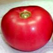 Manapal Tomato TM439-20