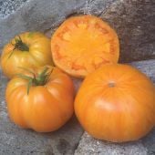 Orange Jazz Tomato Seeds TM841-20_Base
