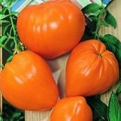 Orange Strawberry Tomato TM98-20_Base
