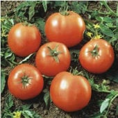 Prime Beef Goliath Tomato TM566-10