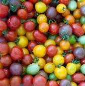 Rainbow Cherry Mix Tomato Seeds TM553-20_Base