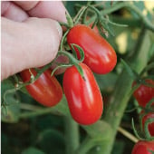 Red Grape Tomato Seeds TM658-10_Base