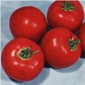 Scotia Tomato TM284-20
