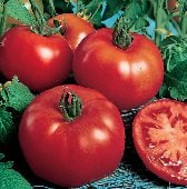 Siberian Tomato Seeds TM123-20_Base