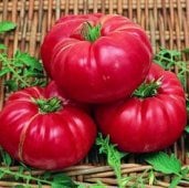 Soldacki Tomato Seeds TM156-20_Base