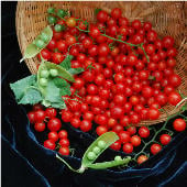 Sweet Pea Currant Tomato Seeds TM664-20_Base