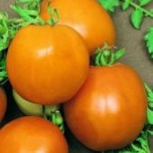 Tangerine Tomato Seeds TM258-10_Base