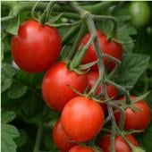 Tidy Treats Tomato Seeds TM846-10_Base