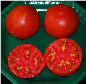 Tycoon Tomato TM777-10