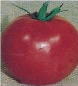 Wayahead Tomato Seeds TM206-20_Base