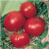 Wins All Tomato Seeds TM537-10_Base