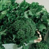 Calabrese Broccoli Seeds BR1-500_Base