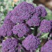 Early Purple Sprouting Broccoli Seeds BR17-100_Base