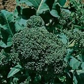 Ramoso Santana Broccoli Seeds BR82-100_Base
