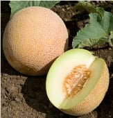 Ananas Melon Seeds CA30-20_Base