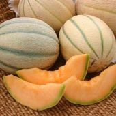 Honey Rock Melon Seeds CA6-20_Base