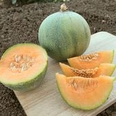 Minnesota Midget Melon Seeds CA51-20_Base