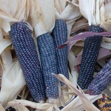 Shades of Blue Corn Seeds CN62-50_Base