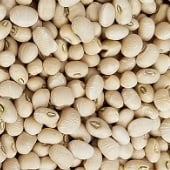 Mississippi Cream Cowpea Seeds BN130-50_Base
