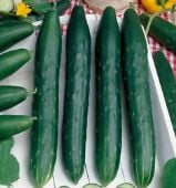 Early Spring Burpless Cucumbers CU93-20